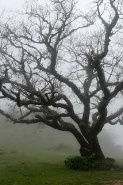 চোরাবালি