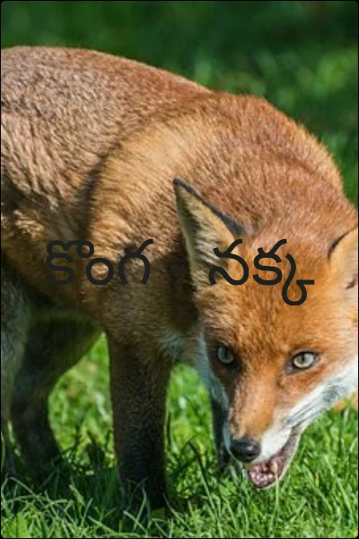 కొంగ - నక్క