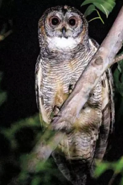 തച്ചൻ കോഴി (കാലൻ കോഴി)