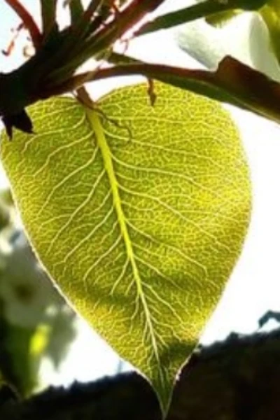 ഇലയും മുള്ളും