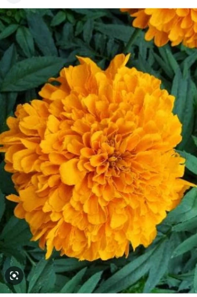 🌺"झेंडूची फुले"🌺