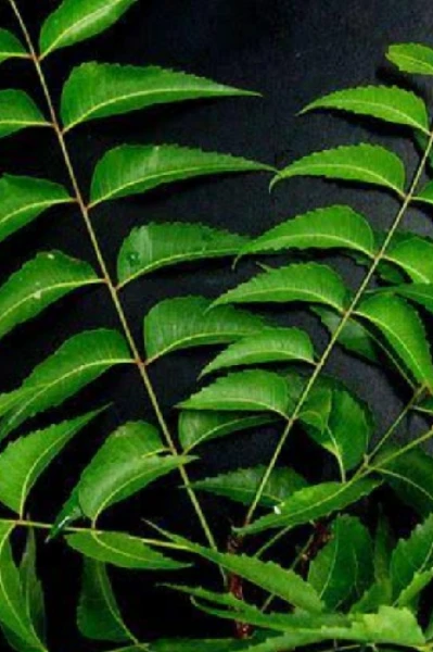 ഒരു വേപ്പില കഥ.....അനുഭവങ്ങൾ പാളിച്ചകൾ