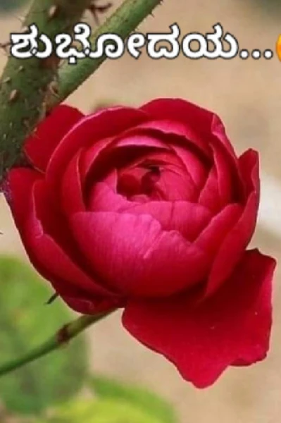 🌹ಮುಂಜಾನೆ🌹ಮಾತು🌹
