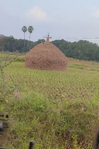 మా వరి కుప్ప