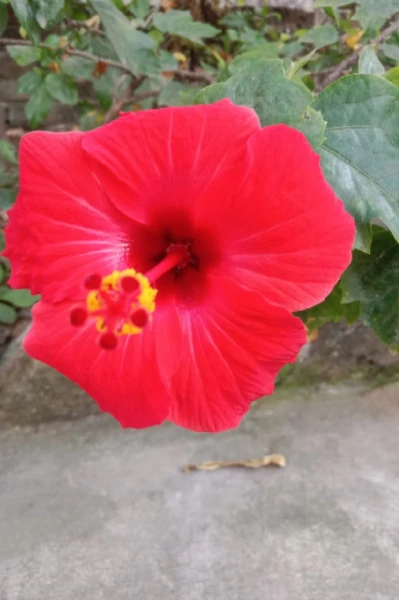 জোর করে পাওয়া (কাঁটার ভালবাসা)Revange love story+18