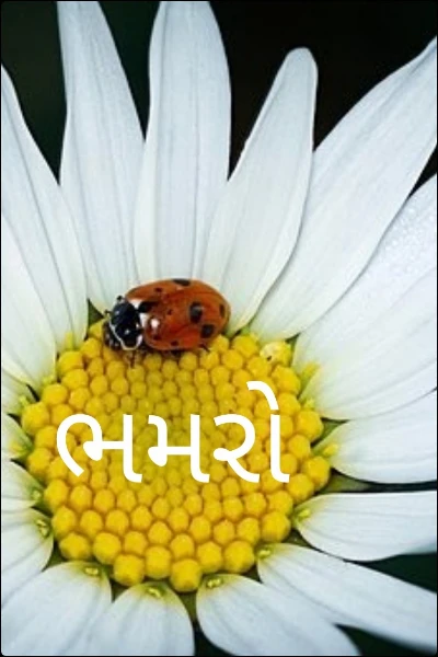 ભમરો