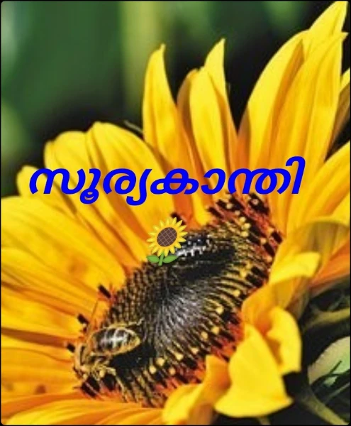 സൂര്യകാന്തി 🌻