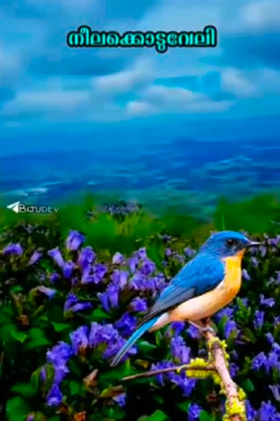 നീലകൊടുവേലി