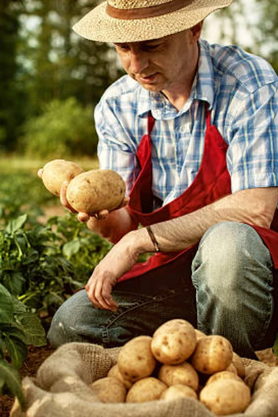 બટેકુ રિસાણુ