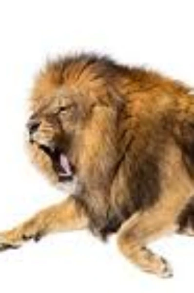 🐅🐅🐅🐅🐅 వేట 🐅🐅🐅🐅🐅