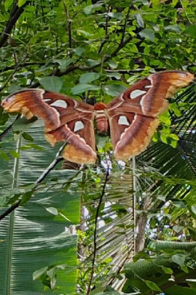 നാഗ ശലഭം