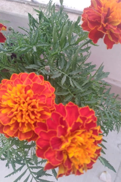 ।।  भुतिया का घर।।                                               04 Feb 2023