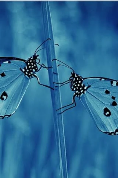 🦋മഴക്കാട്ടിലെ ചിത്രശലഭങ്ങൾ..... 🦋