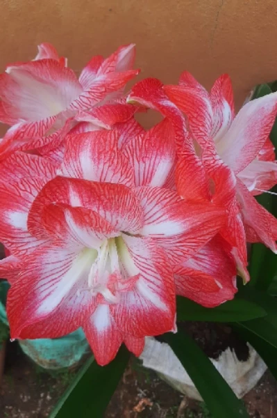 ಅಂತರಾಳಗಳು .  ಭಾಗ ೧.