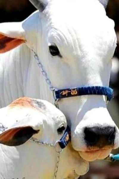 ਗਾਂ ਦਾ ਫੈਸਲਾ