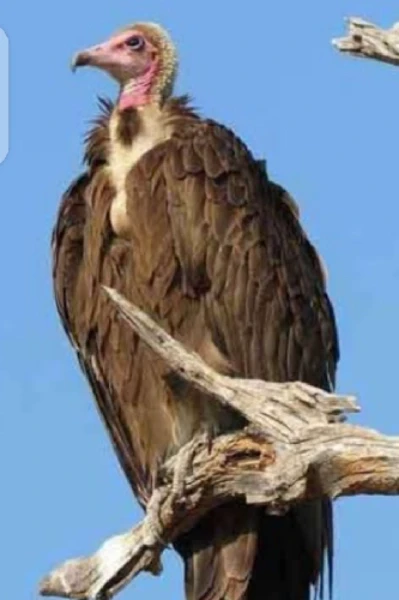 गिधाड