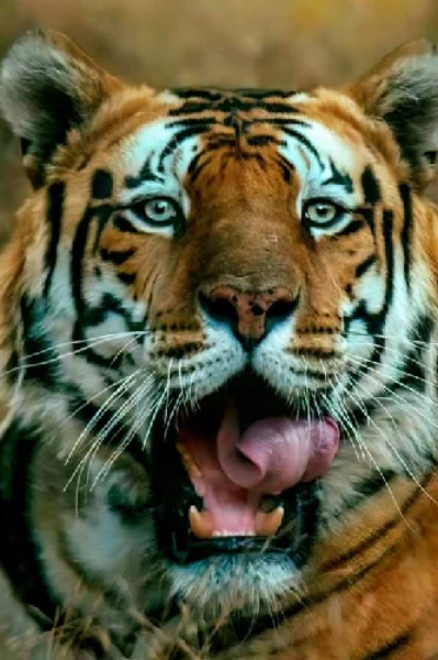 ডুয়ার্সে বাঘিনী দর্শন।