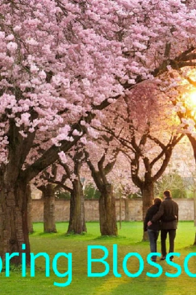 Spring Blossoms 🌸🌼🌸🌼