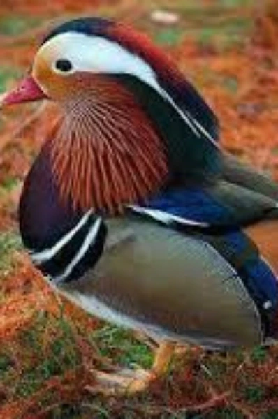 চাতক পাখি