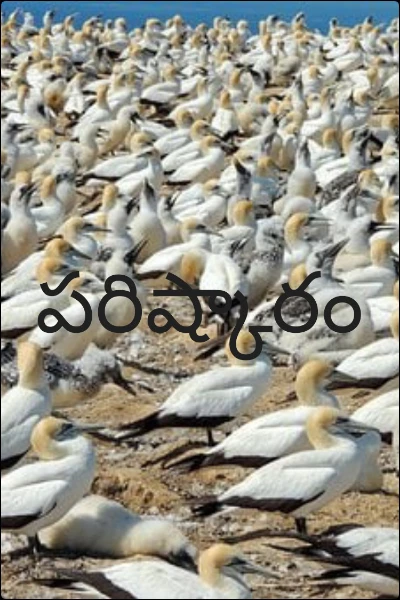 కథల సంపుటి  1). పరిష్కారం