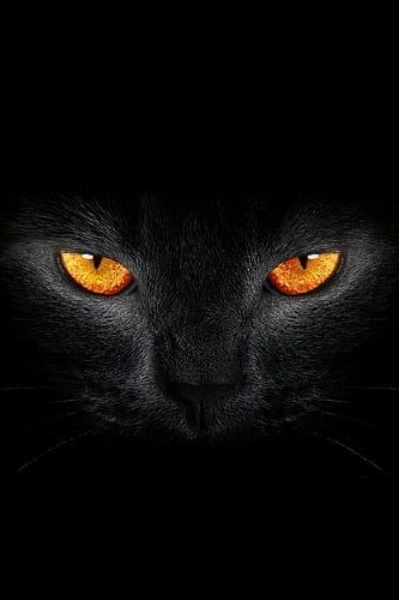 काली बिल्ली