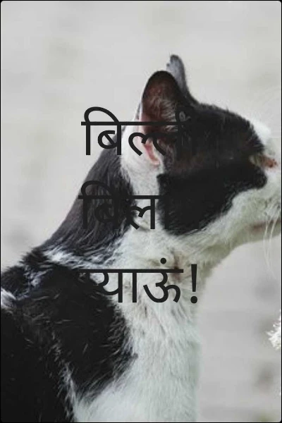 बिल्ली बिलाव म्याऊं!