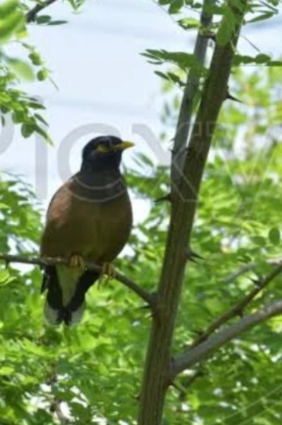 ಎತ್ತಣ ಮಾಮರ ಎತ್ತಣ ಕೋಗಿಲೆ 🌳🕊️