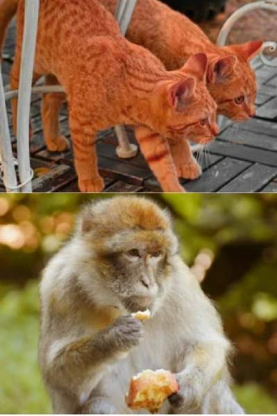 కోతి, రెండు పిల్లులు 🐒🐈🐈