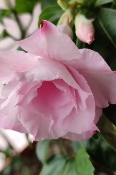 অপাপবিদ্ধা - প্রথম খন্ড