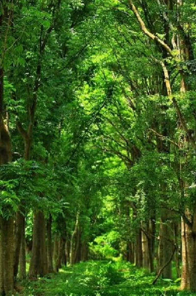 " দাও ফিরে সে অরণ্য "
