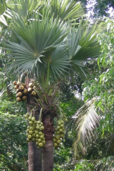 🪴అనేక దశలుగా తాటి చెట్టు 🪴