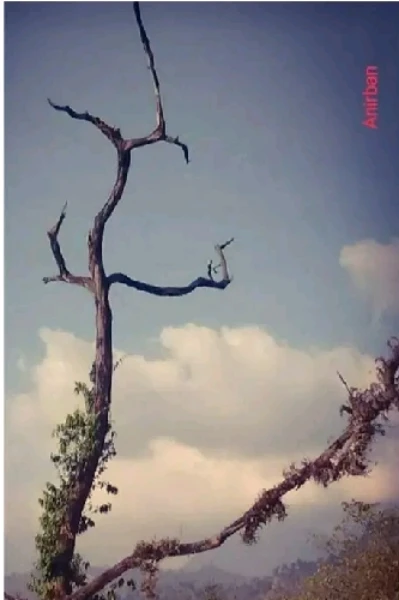 হৃদয়কথা-গান/গীতিকবিতা ১১৩ : নিদারুণ ব্যথায় কুঁড়ি যায় ঝরে-শ্রীমধ্যম