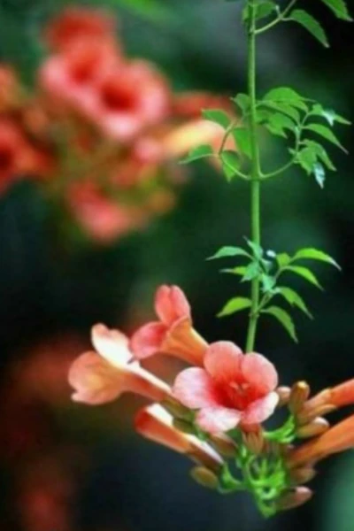 लक्ष्मी........🌹🌹🌹🌹.