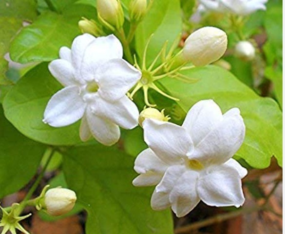 మల్లె పువ్వు