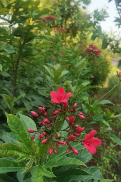 गझलमन (भाग २)