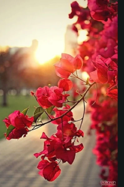 കടലാസ് പൂക്കൾ...1