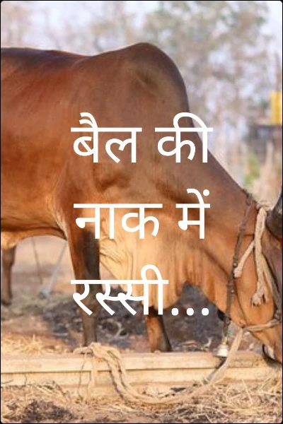 बैल की नाक में रस्सी...