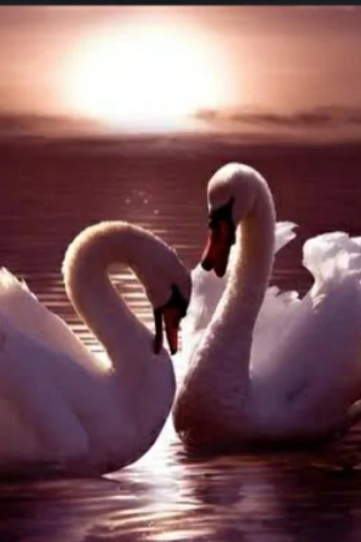 प्रेमाचे किस्से...💌