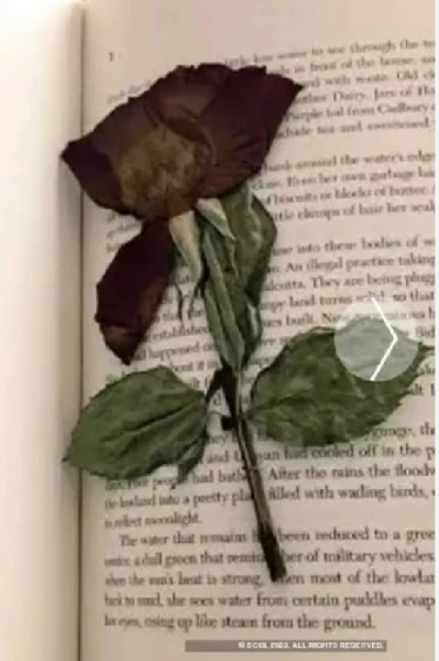 कभी हम भी चटक लाल थे
किसी का ख्वाब थे