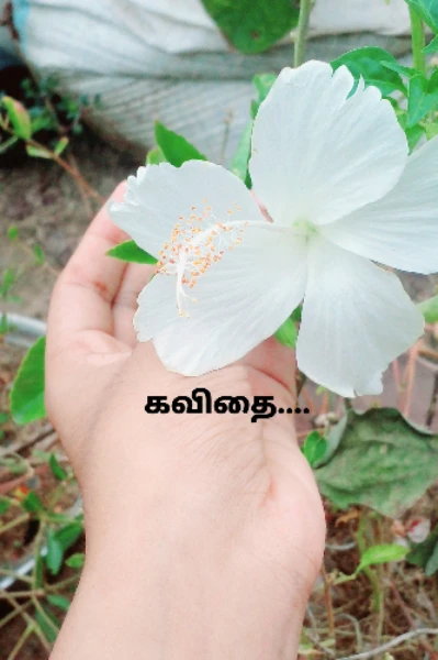 கவிதை  ❣❣