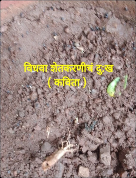 विधवा शेतकरणीचं दु:ख  ( कविता )