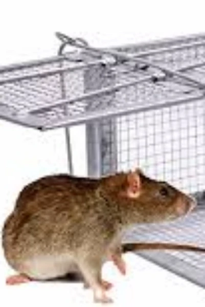 എലിപ്പെട്ടി