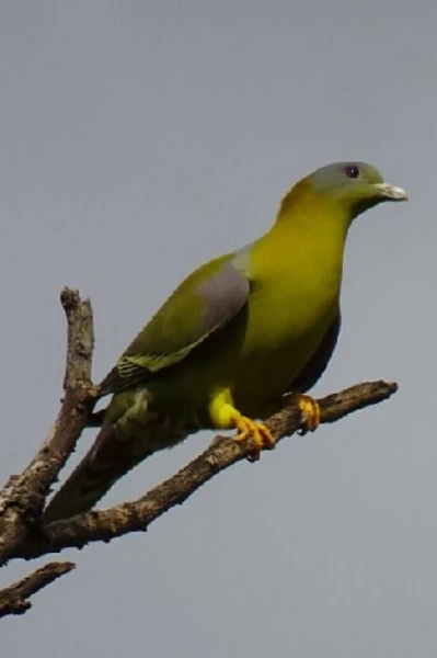 हरियल पक्षी