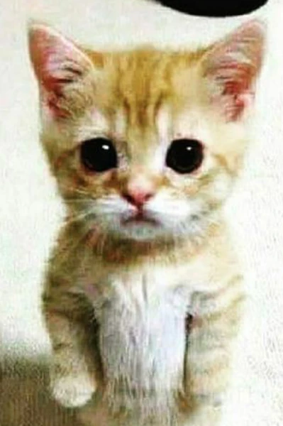 हास्य-व्यंग्य 🤭😂