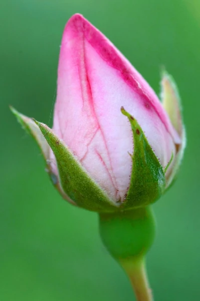 പൂ മൊട്ട്