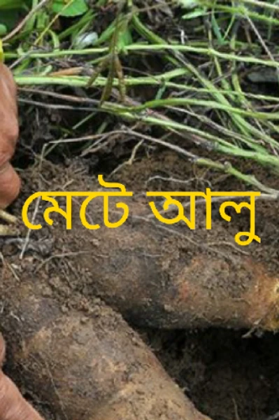 মেটে আলু