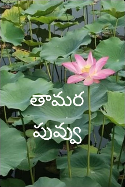 తామర పువ్వు