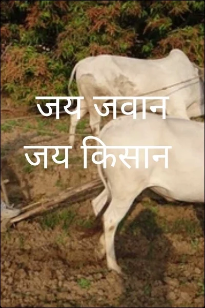 जय जवान  जय किसान
