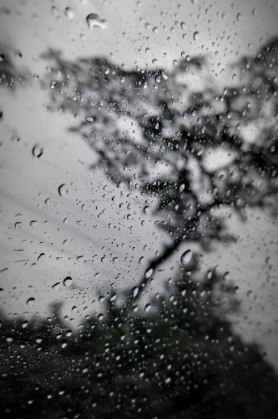 জীবন্ত লাশ