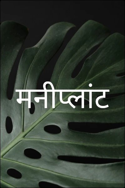 मनीप्लांट